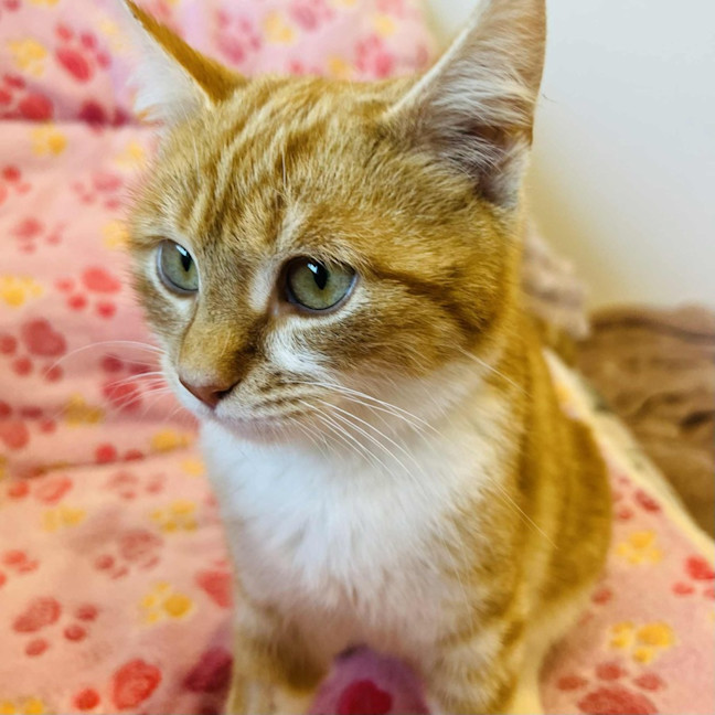 Photo of Rupert   In Foster Care In Doreen