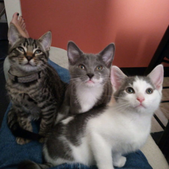 Photo of Millie Available 12/4