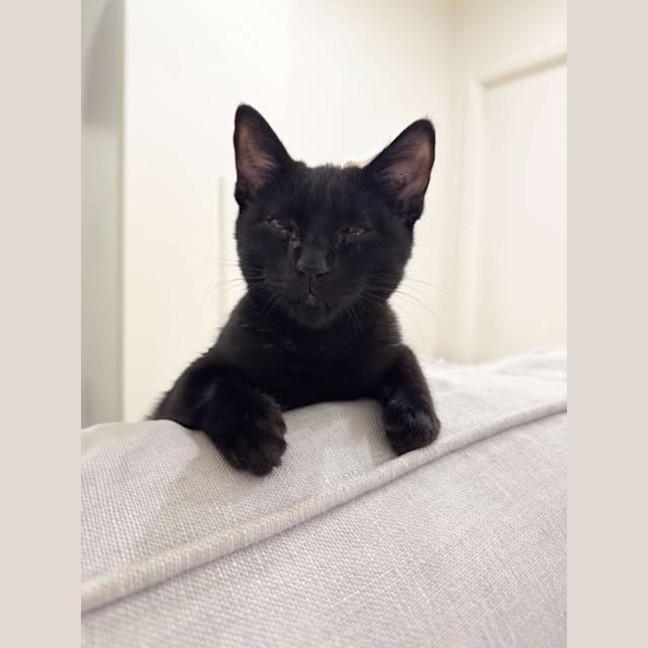 Photo of Midnight 