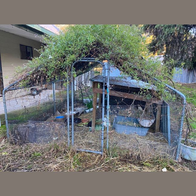 Photo of Bailey, Landon And Wooly 