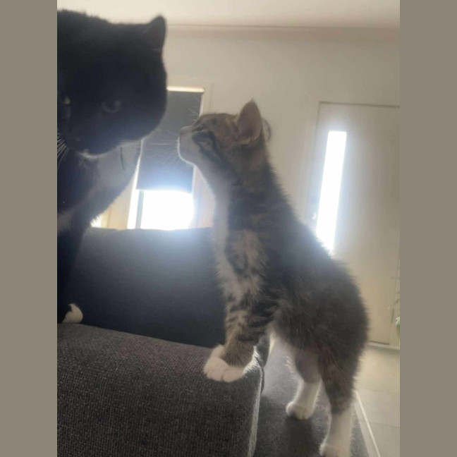 Photo of Pepper