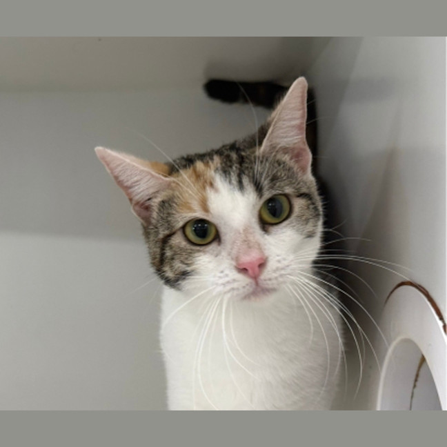 Photo of Delilah
