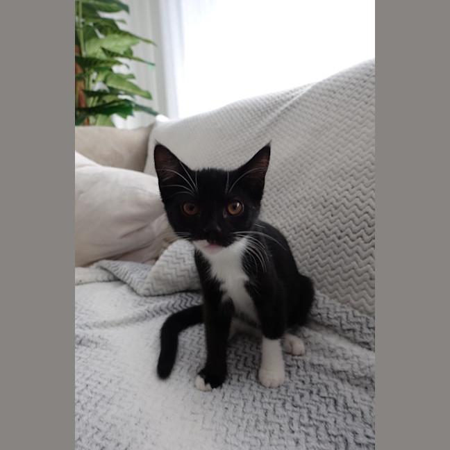 Photo of Pip