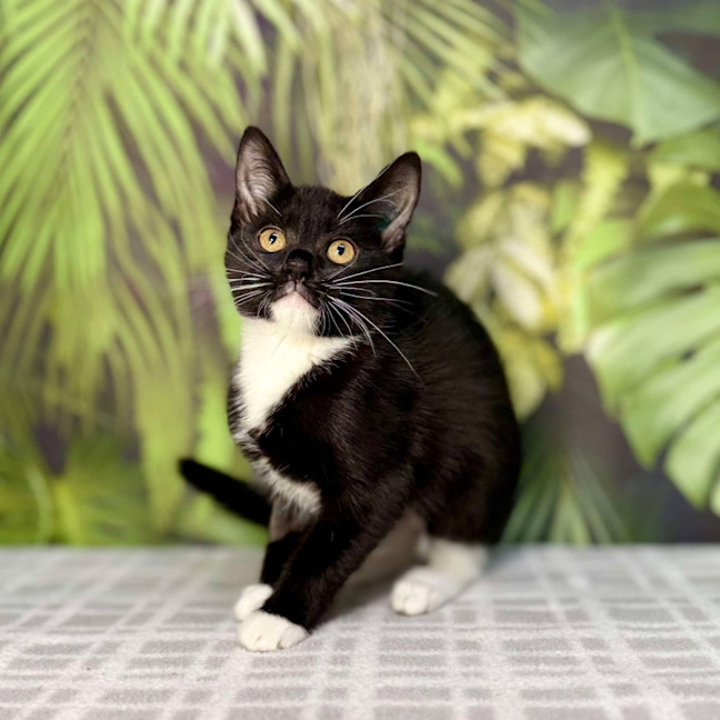 Photo of Pixie   Located In Frankston