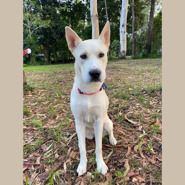 Photo of Paige *$350 Adoption Fee*