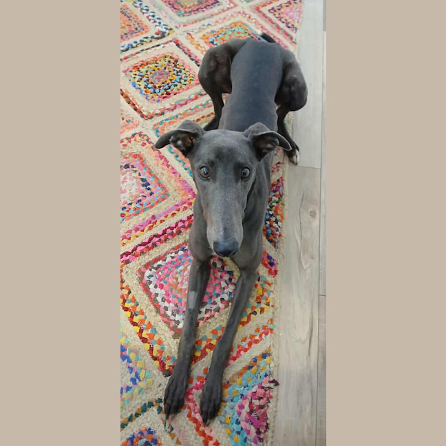 Photo of Dixie, The Greyhound