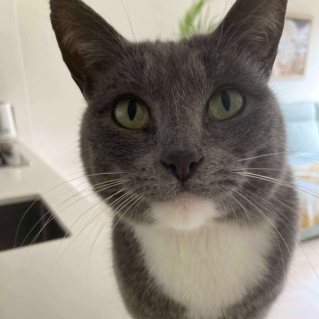 Photo of 🎀🪿Goose🪿🎀