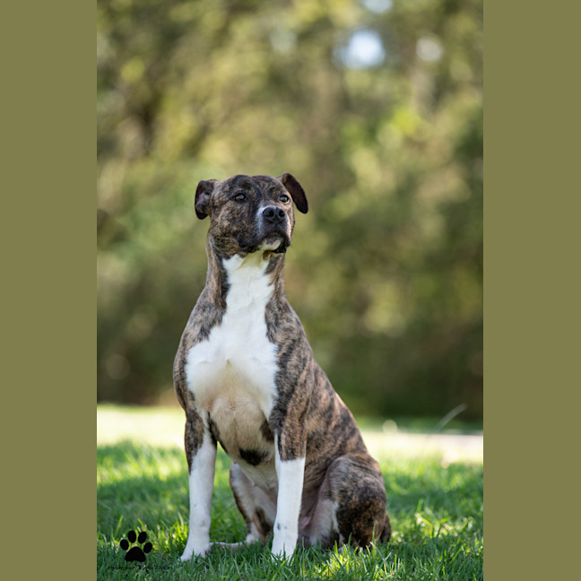 Photo of Bindi