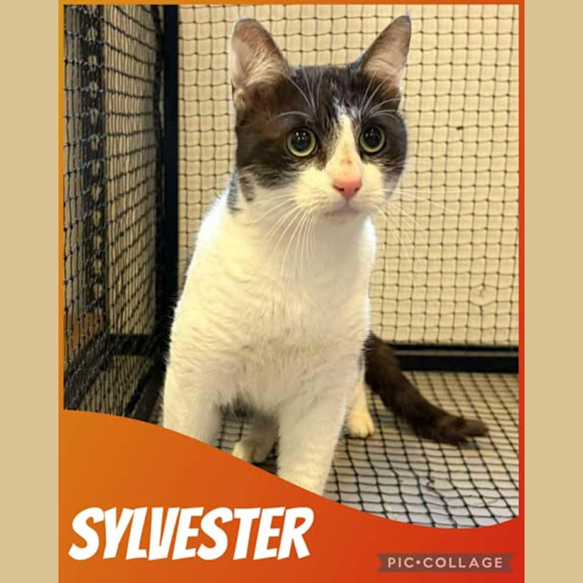 Photo of Sylvester
