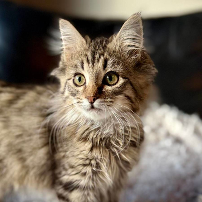 Photo of Firecracker   In Foster Care In Templestowe