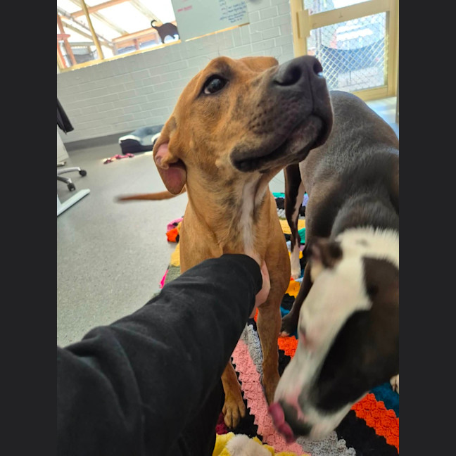 Photo of Zipper!  🐢 