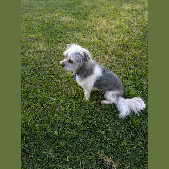 Photo of Arlo   2 Year Old Maltese X