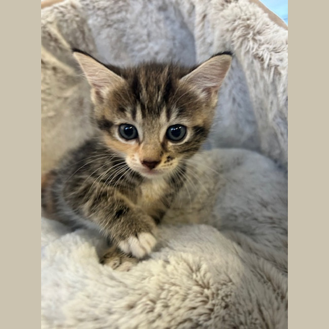 Photo of Tabitha