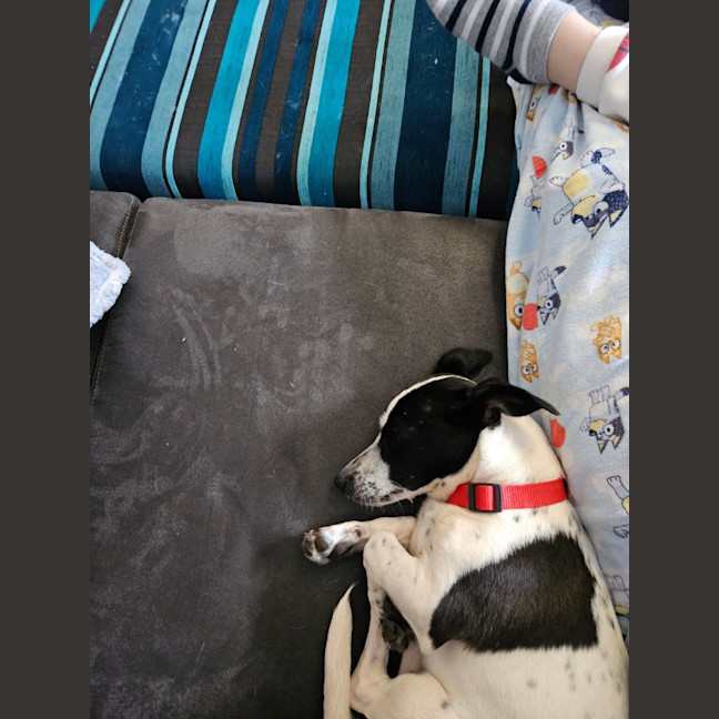 Photo of Smudge