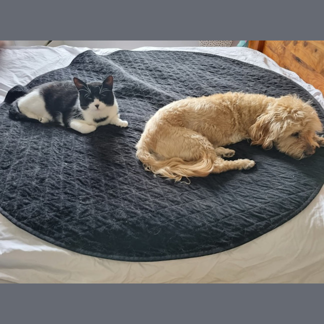 Photo of Bruce* 9 Lives Project Rescue*