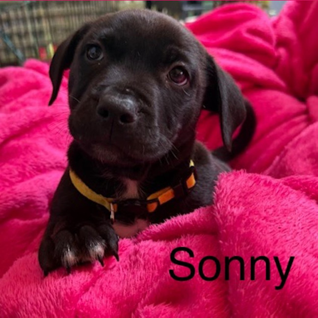 Photo of Sonny