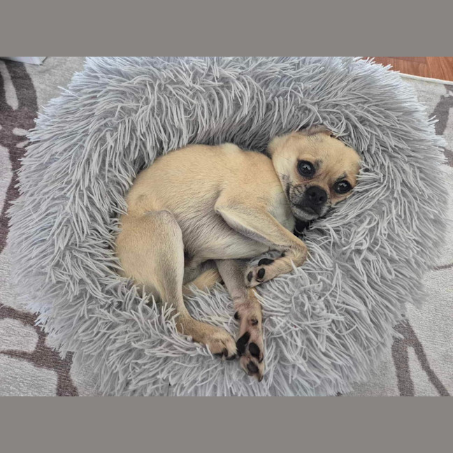 Photo of Bailey