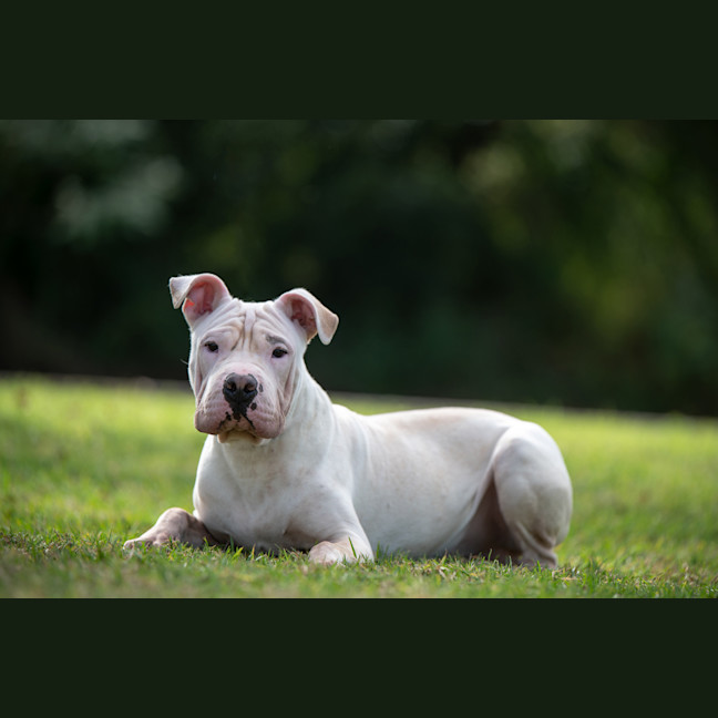 Photo of Benji