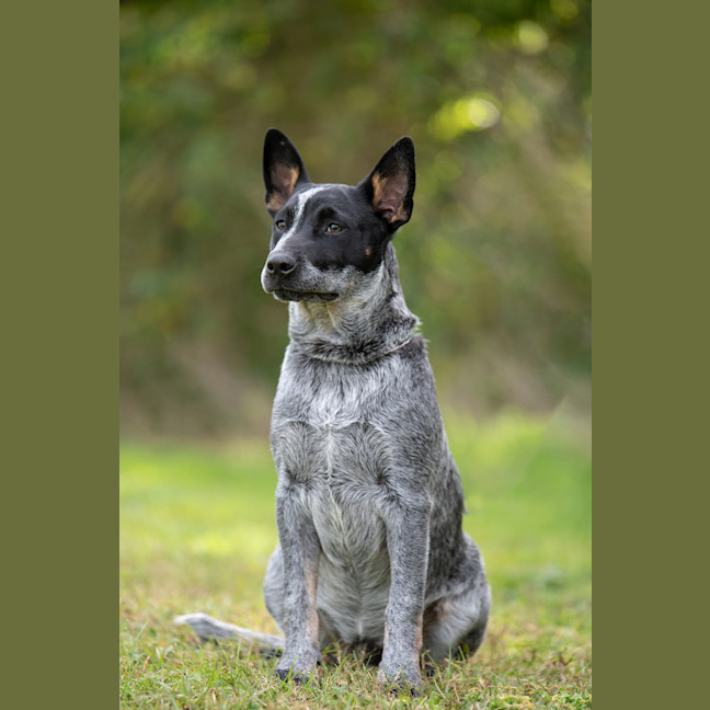 Photo of Rocket