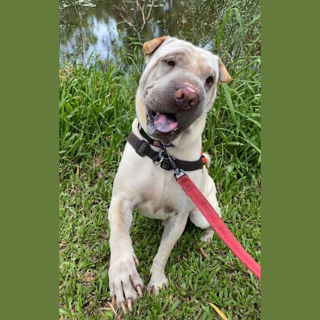 Photo of Onyx
