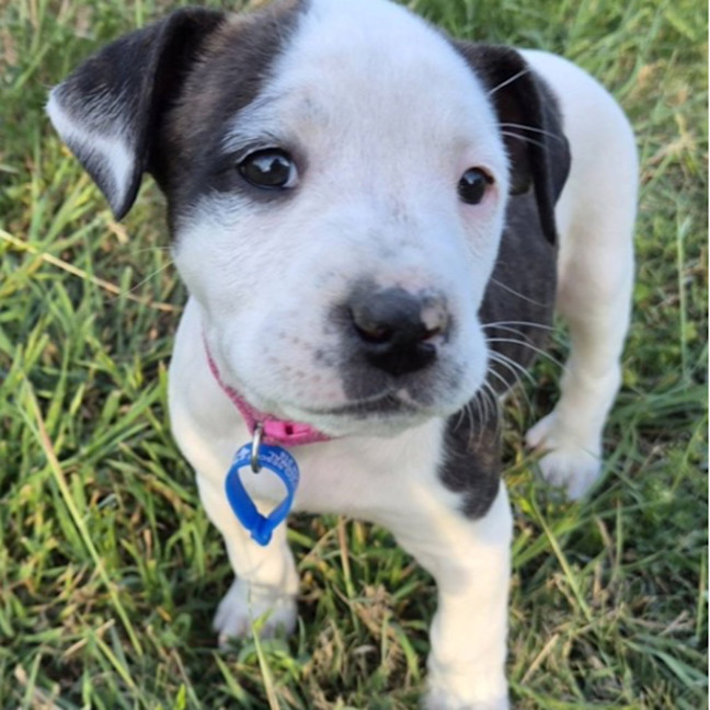 Photo of Misty