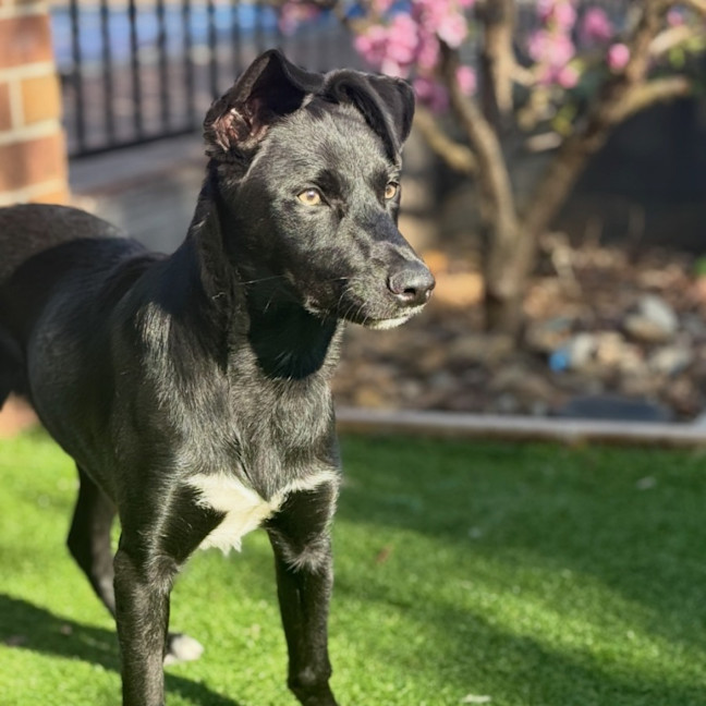 Photo of Banjo