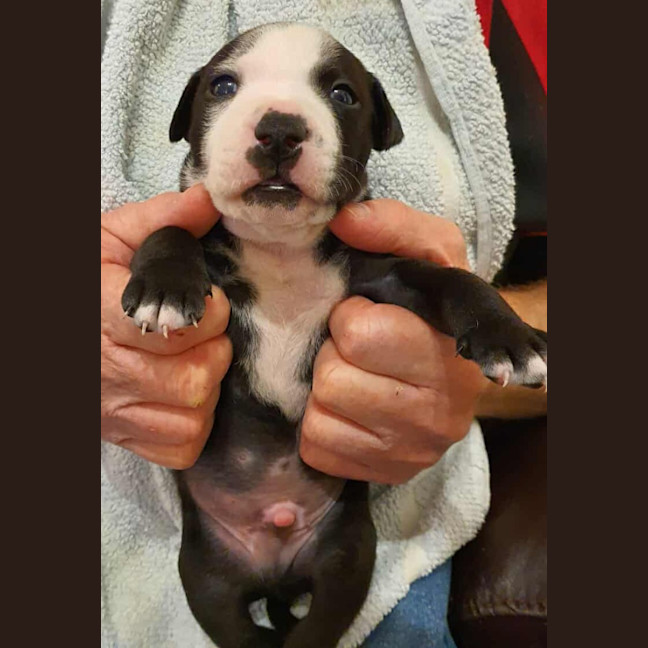 Photo of Harley