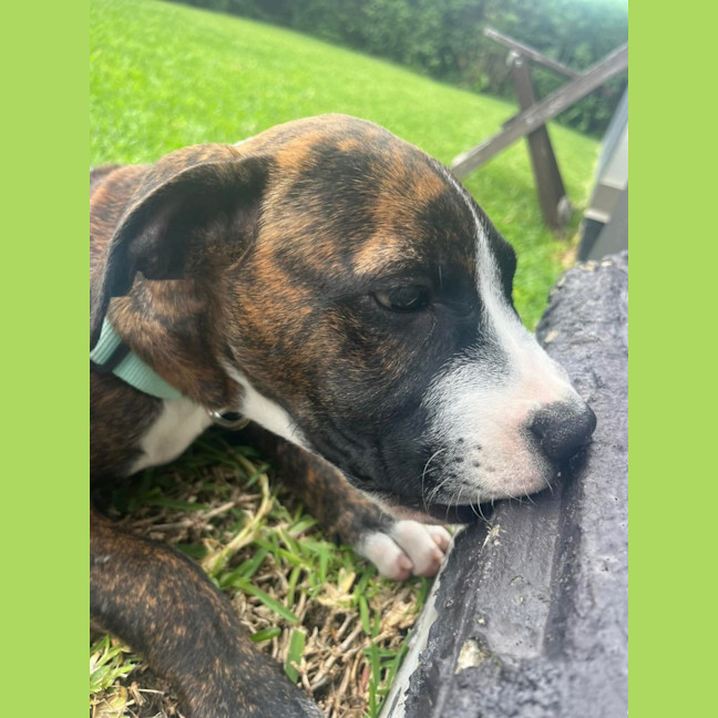 Photo of Chester