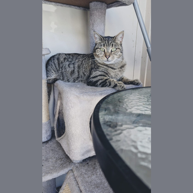 Photo of Misty Tabby