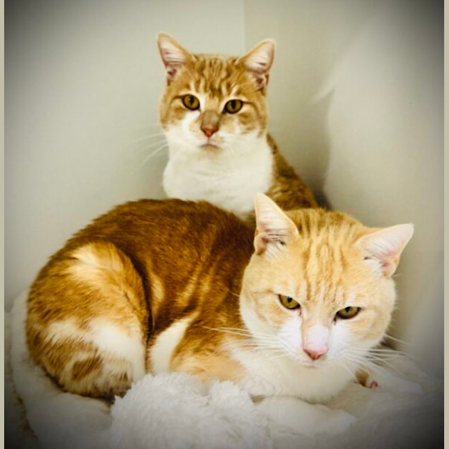 Photo of Maple And Benny