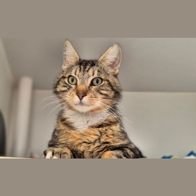 Photo of Chase
