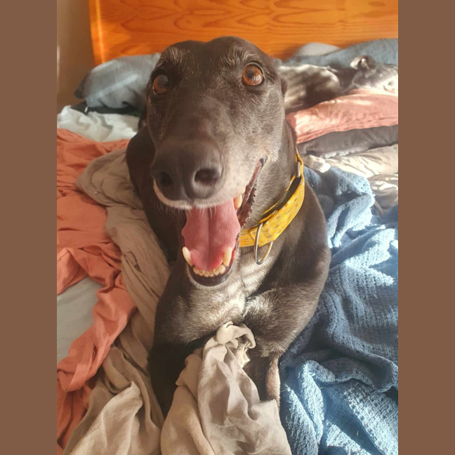 Photo of Yoko, The Greyhound