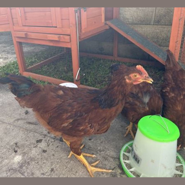 Photo of Cheeky And Hei Hei 