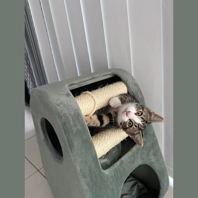 Photo of Gizmo