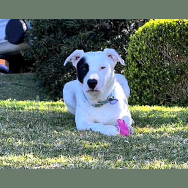 Photo of Panda 🐼 20 Month Old, Border Collie X Staffy,Male