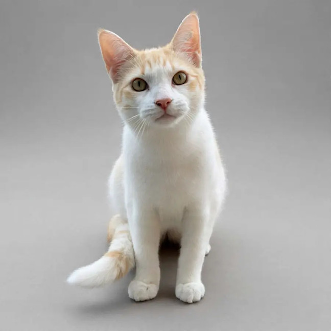 Photo of Alfie