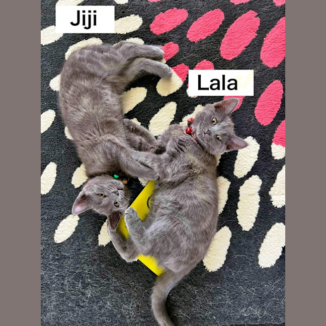 Photo of Jiji