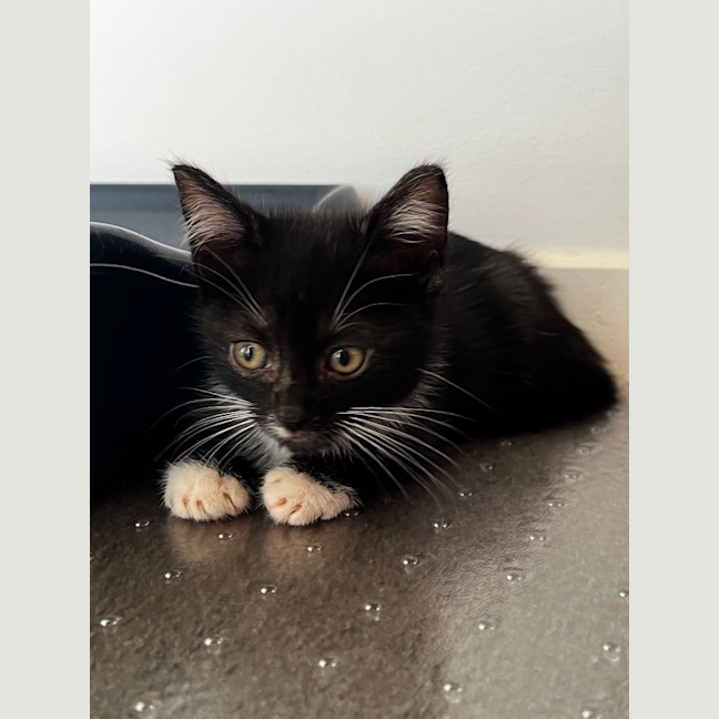 Photo of Checkers