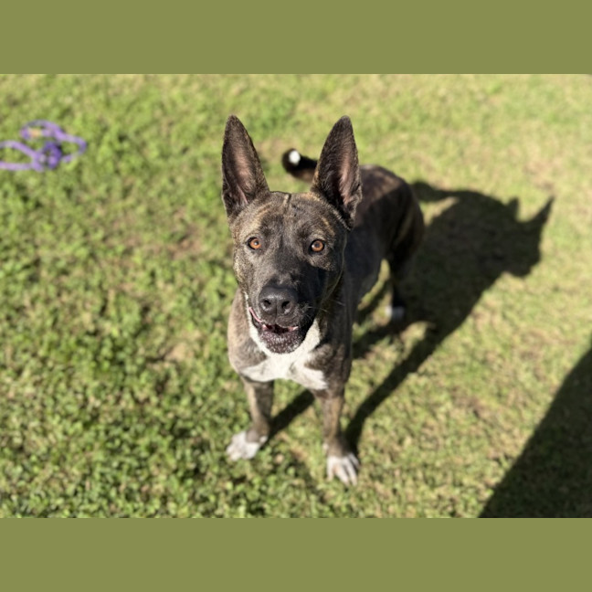 Photo of Abby Imp 1408