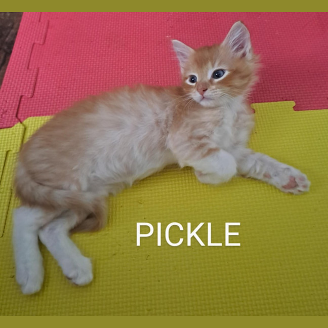 Photo of Pickles
