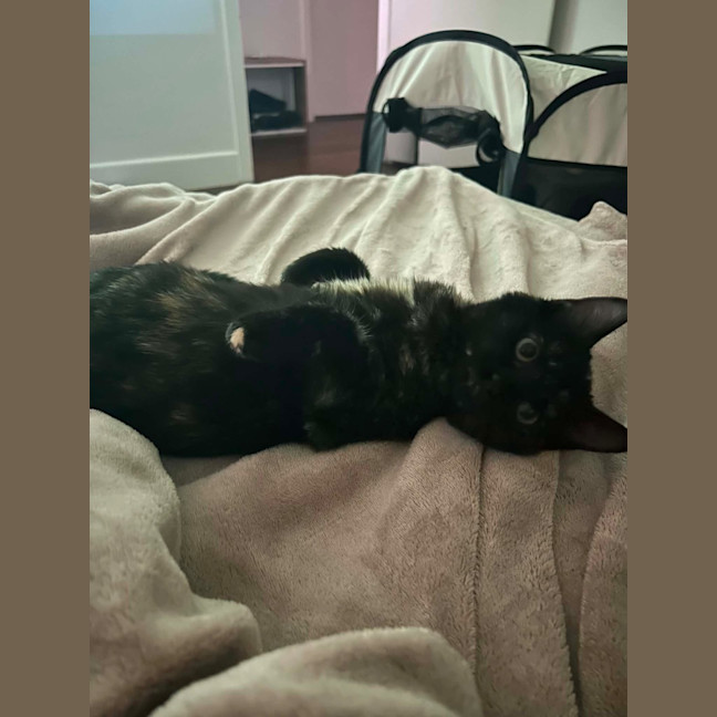 Photo of Crumby Biscuit