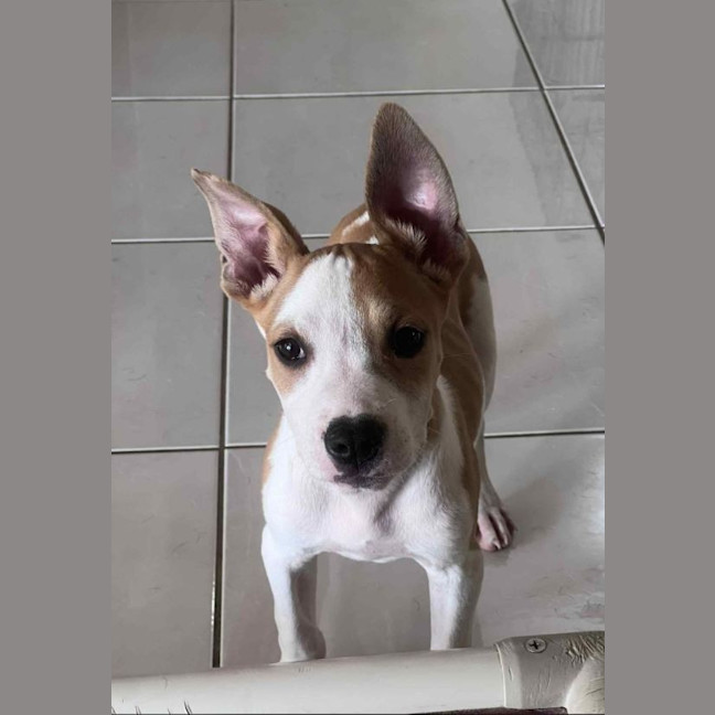 Photo of Honey (P13)