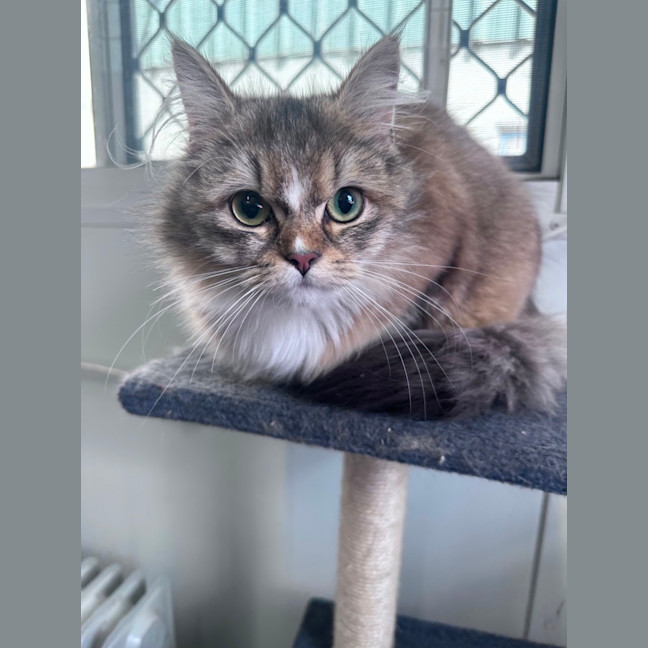 Photo of Tinkerbelle 