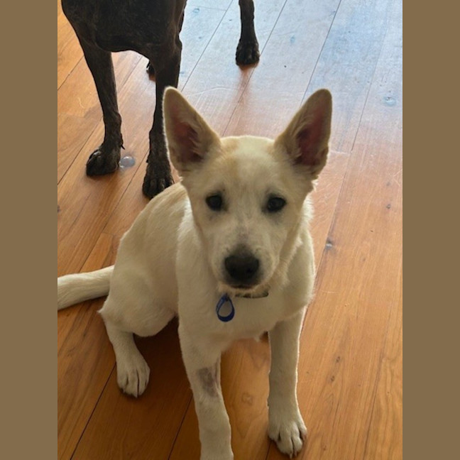 Photo of Azlan   5 Month Old Border Collie X Shepherd