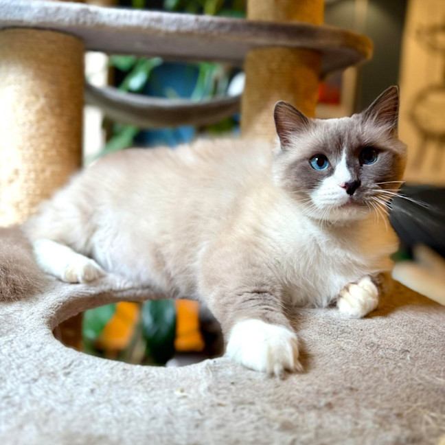 Photo of Theo   In Foster Care In Templestowe