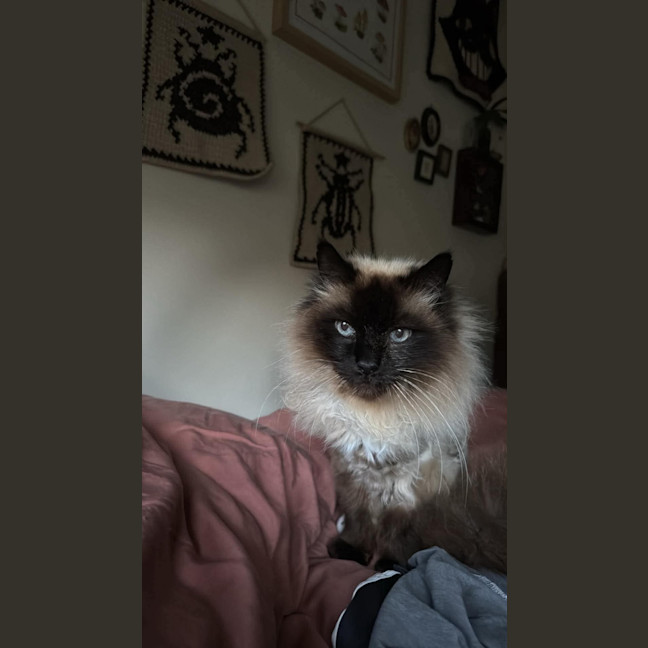 Photo of Jinx