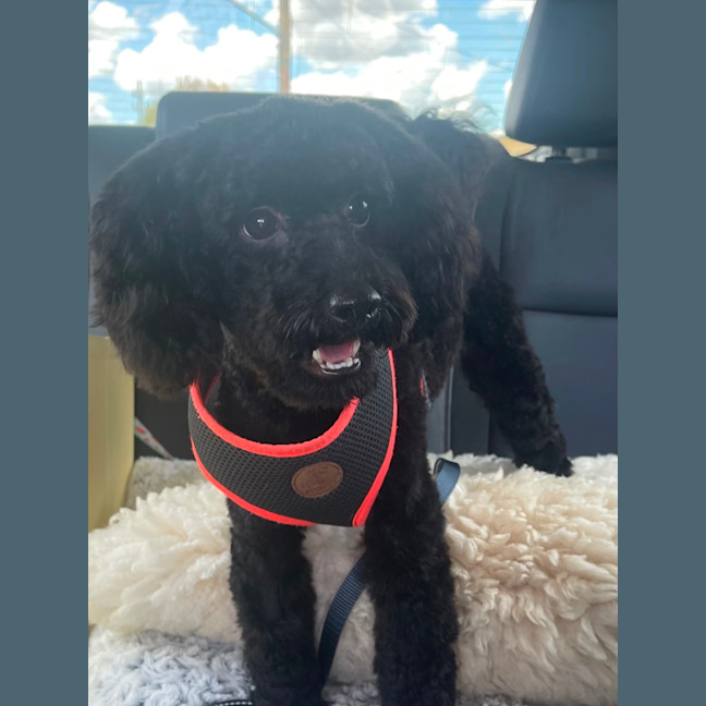 Photo of Coco