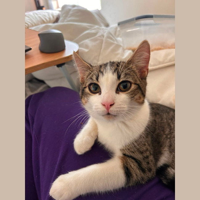 Photo of Peanut