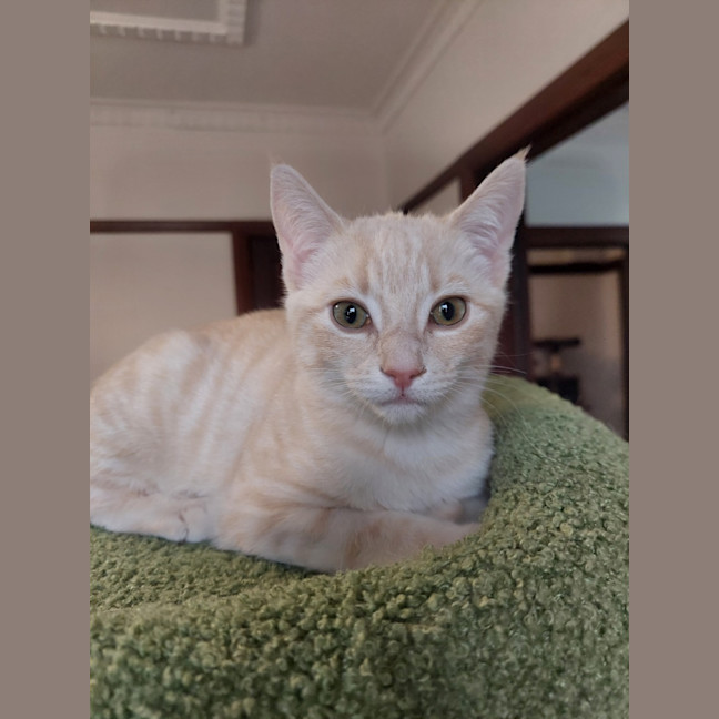 Photo of Lemon Meringue