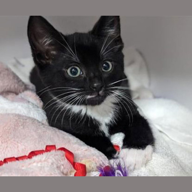 Photo of Rocket